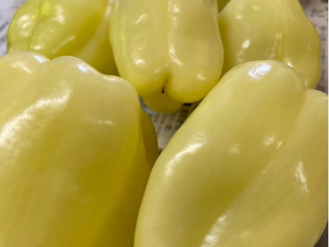 💡野菜嫌いの子供を持つママに朗報💡肉厚で甘みある無限ピーマン🫑子供が喜んで食べる古代種ブランド野菜【農薬不使用】【化学肥料不使用】【品種改良なしの固定種野菜】🫑8月中旬予約🫑