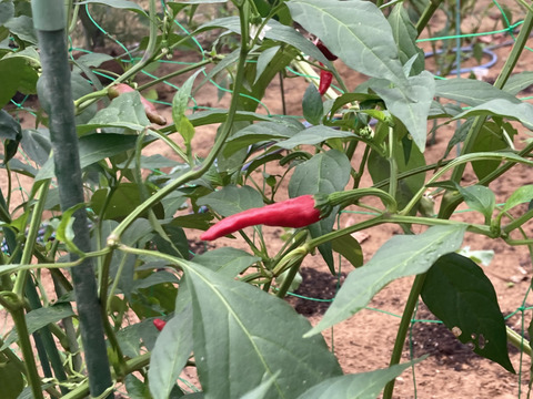 産地直送の採ったその日の唐辛子を50g