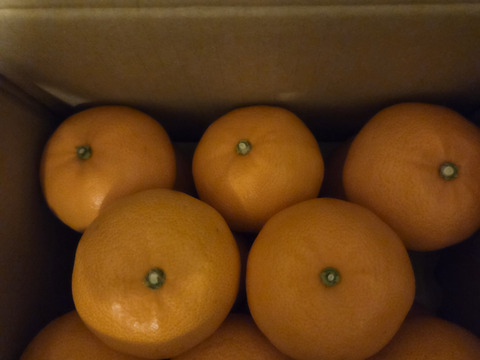 《豊作割引》【家庭用】せとか 3.5kg トロ～リ食感！柑橘の大トロ♡高級柑橘♫愛媛みかん！！