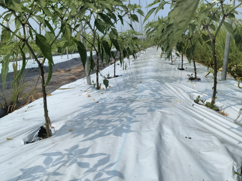 長崎県産！青唐辛子！ホットパラソル300g