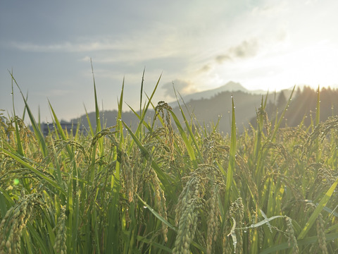 【令和7年産新米】【希少米】南魚沼塩沢産コシヒカリ＜yusui＞5kg（精米）