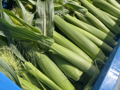 ◎水戸野菜〜採りたてヤングコーン皮付き〜20本前後箱入り☆炒め物やスープ、BBQに！*\(^o^)/*