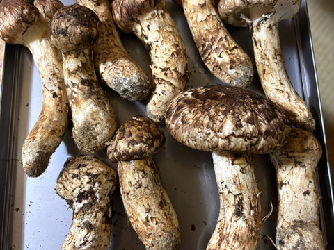 松茸300g！リピーター多数！予約はお早めに！最高級品