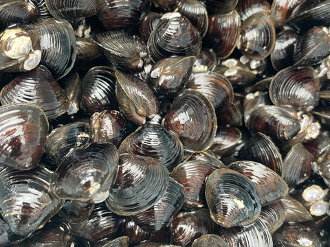 十三湖産活しじみ1kg中サイズ