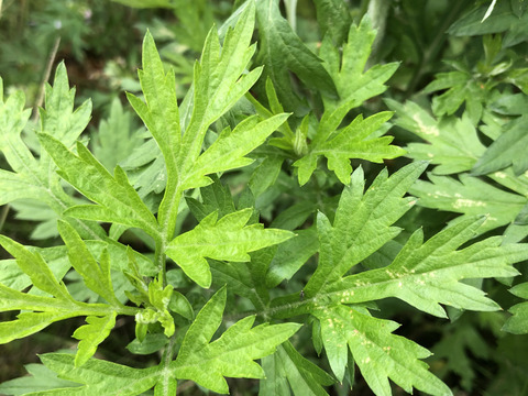 柔らか新芽、香り良い美味しい蓬（ヨモギ）600グラム以上！採れたての季節の野菜もサービスでお入れしてお送りいたします