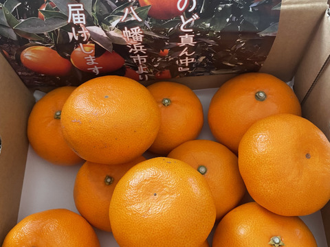 【家庭用】せとか 2kg トロ～リ食感！柑橘の大トロ♡高級柑橘♫愛媛みかん！！