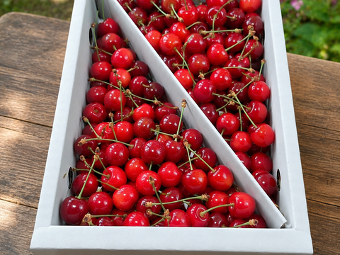 【紅さやか】さくらんぼ 山形県東根産 1kg M.L.2L ご家庭用