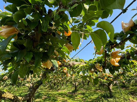 新甘泉 3キロ　再販