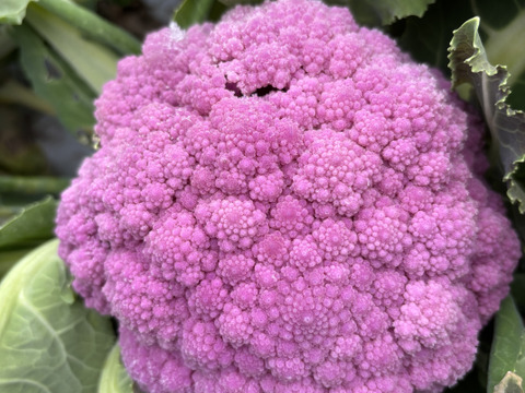 【栄養価が高い】しゅんセット(8〜10品目前後)