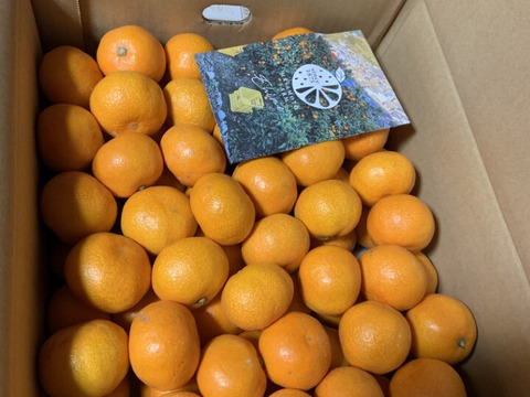 極上小玉みかん5kg