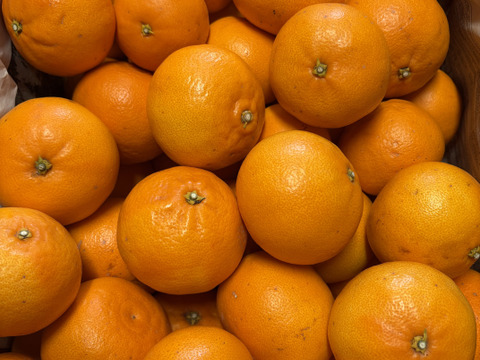 【まるでジュース！とろける甘さ】広島県産｢せとか｣ 5kg