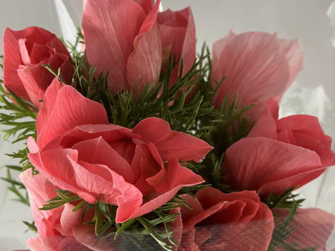 新発売アネモネ(イタリア産)『サルモネ』20本セット