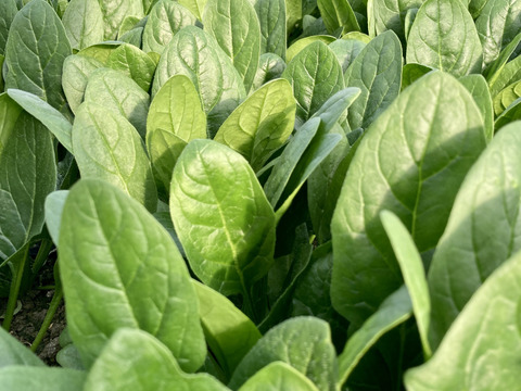朝採り旬野菜セット（８０サイズ）