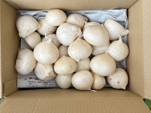 ジャンボニンニク バラ1.8キロ：高知県産の野菜｜食べチョク