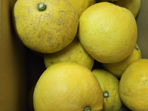 ★完全自然栽培品　熟成　文旦 5kg～　17個～