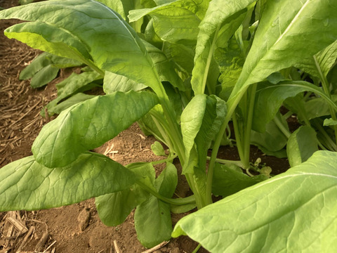 小松菜5袋（1kg）◆農薬・化学肥料・動物性堆肥不使用