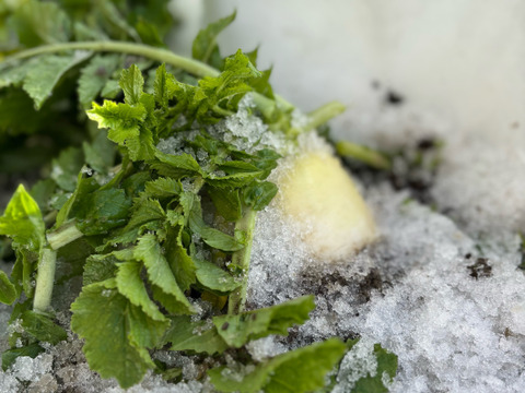 【無添加・厚切り】切り干し大根　50g×９袋