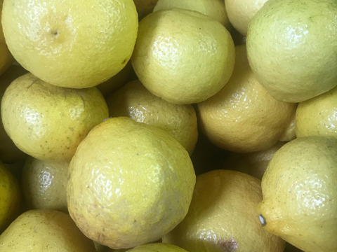 はるか訳アリ5㎏