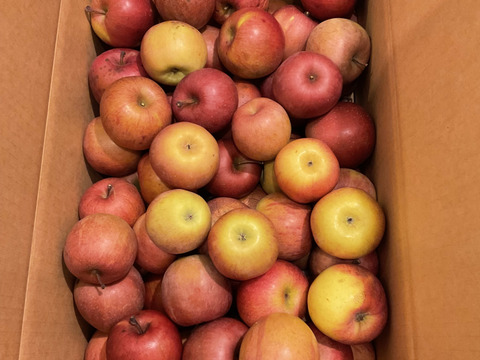 加工用りんご🍎10キロ