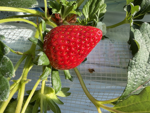 『ほしうらら』12から15粒　350から400g✖️1ケース　センサー選別なし