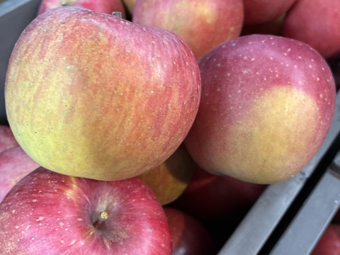 長野県産家庭用サンふじ5kg