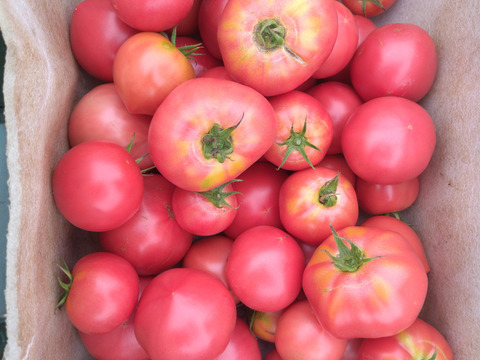 【大容量6kg】朝採り午後出荷！桃太郎トマト【福岡県産】