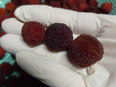 ★最終品！　自然栽培　ヤマモモ　1キロ～　秀峰　秀光　チルド便