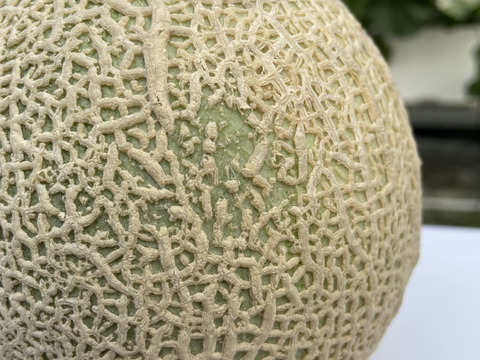 【限定１０セット】【低価格】【糖度は１７度以上】【青赤セット】富山県産アールスメロン　Ｌサイズ（１．０～１．２㎏）×５玉