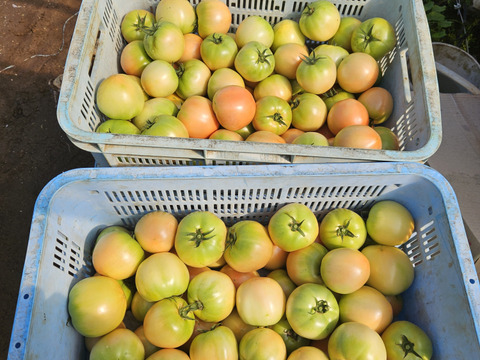 おいしさと環境配慮のハーモニ―『The夏秋とまと』(夏/青-ピンク/A品/4キロ前後)