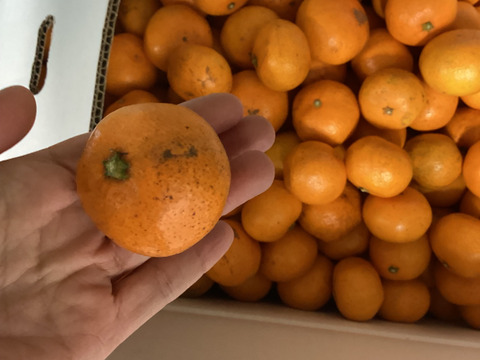 祝！！合格ワンコイン石地みかん小さ目１．５kg　自家用訳ありですが今食べてほしいたべごろに仕上げ　石積み潮風段々畑のいしじみかん