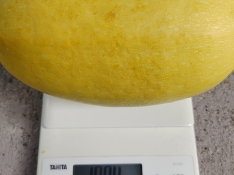 そうめんカボチャ　食べてみられぇ(^^♪