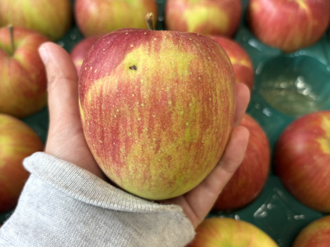 訳あり 小玉 シナノスイート 3ｷﾛ箱使用 13～16玉 長野県産