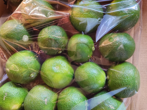 静岡県駿河区産すだち　1.2kg