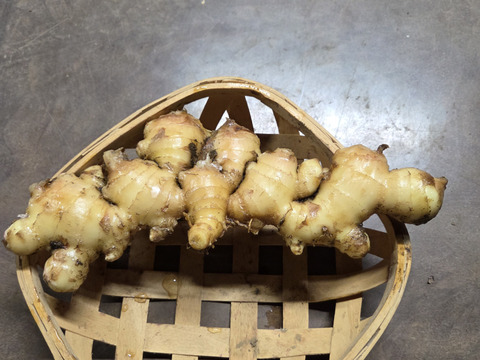 爽やかな辛みと旨み！この時期限定の新ショウガ