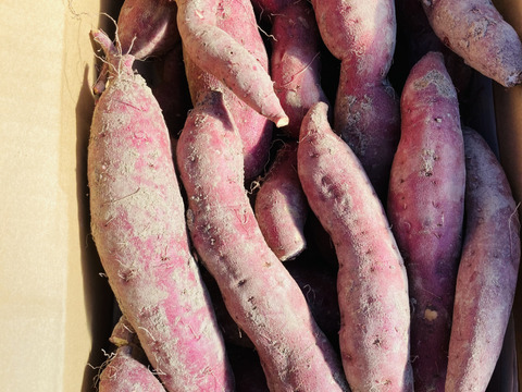 栽培期間中農薬不使用『紅あずま』小～中芋　5kg