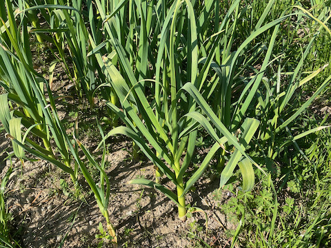 【大阪万博記念価格】農薬化学肥料不使用　にんにく『福地ホワイト』1kg　大阪産　サイズ混合