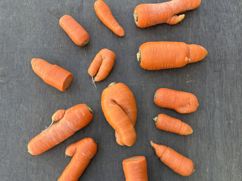 訳あり　北総台地　寒暖差10度以上【農薬・化学肥料不使用】人参ジュースにもおすすめ！５kg