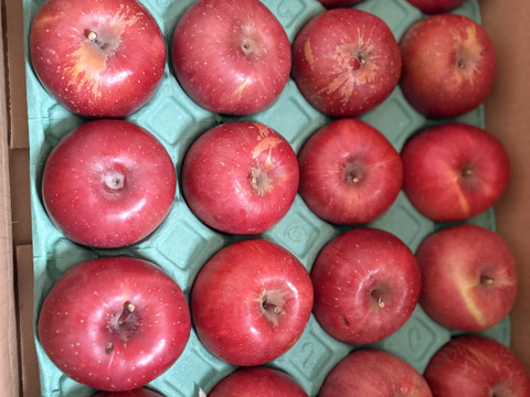 りんごグランプリ2025最高金賞1位🎊 サンふじ 5キロ箱 訳あり品 ID10622長野県 信州 安曇野 リンゴ 幻 幻のリンゴ 予約 希少 旬 甘い