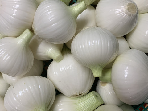 数量限定特価品❣️訳有り白剥きお買い得‼️淡路島玉ねぎ白剥き2.5kg‼️主婦の味方❗️生ゴミ無し❗️即使える🧅特別栽培農産物