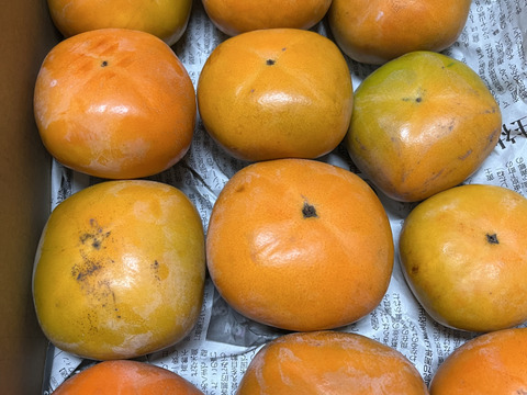 【送料500円引き】
🍁秋の恵み🍂《橋本ふるさと便》　
和歌山橋本の柿ご家庭用5キロ約20コ入り