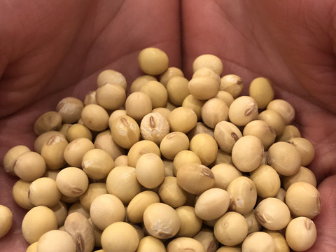 【令和7年産】自然栽培「ふくゆたか大豆」（静岡県産）