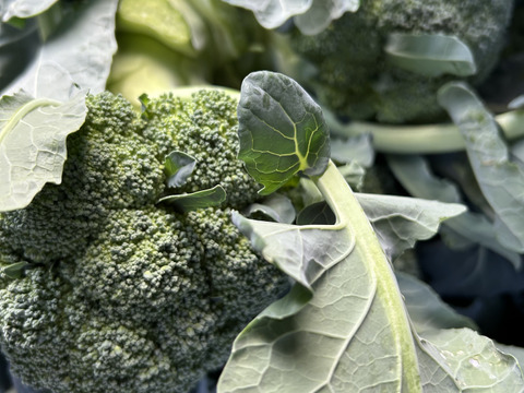 旬‼︎  ブロッコリー　8株