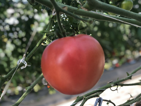 栃木県産 大玉トマト2kg