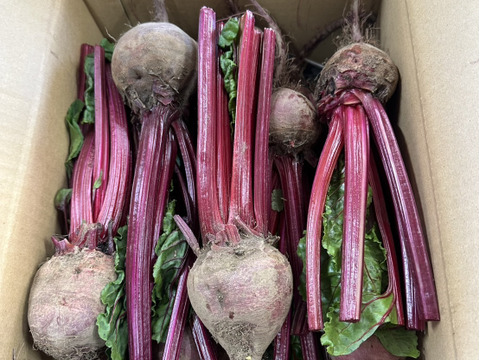 ビーツ！4KG　深谷産！スーパーフード身体に最高でお買得です