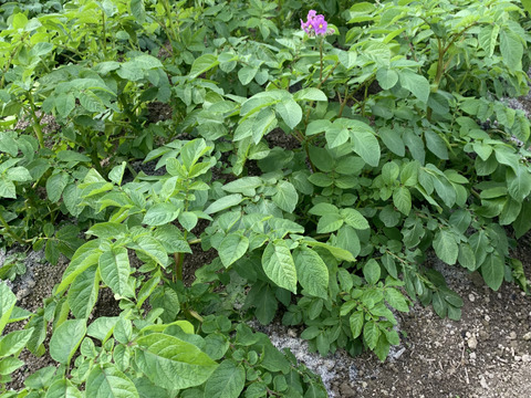 農薬化学肥料不使用‼︎今が旬！新じゃがカラフル詰め合わせ＆ローズマリー少量