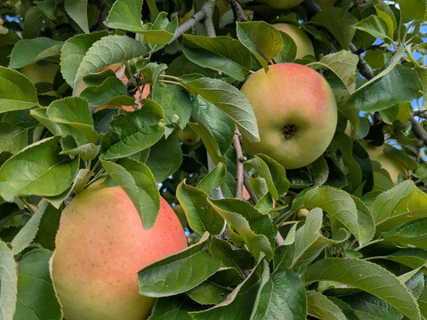 ぐんま名月🍎大中玉2.8㎏(7～12玉パック入り)
