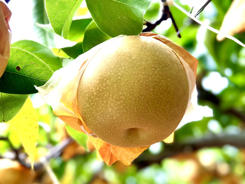 数量限定❗️大玉豊水梨【袋掛け栽培、秀品】天空の村よりお届け‼️