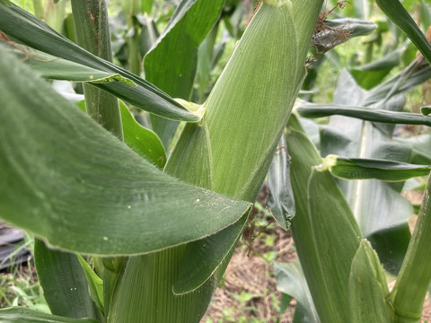 とうもろこし　ドルチェドリーム　７本　京都産