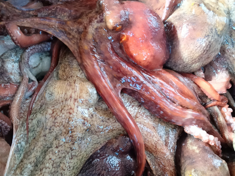 国産ぷりぷり〜『関門海峡たこ』小サイズ足1本ずつカット1kg(バラ冷凍)刺身、カルパッチョ、たこ飯、たこ唐など…今日の夕飯に直ぐ使えますよ