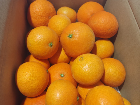 ☆農園1番人気☆まどんな　家庭用5キロ